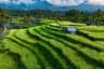 Jatiluwih Rice Terraces View
