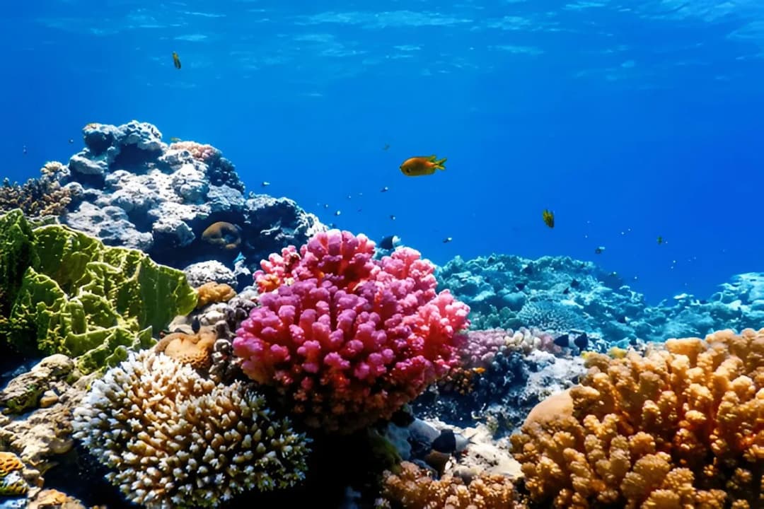 Coral Reefs