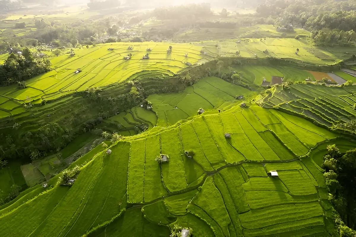 Tegallalang Rice Terrace