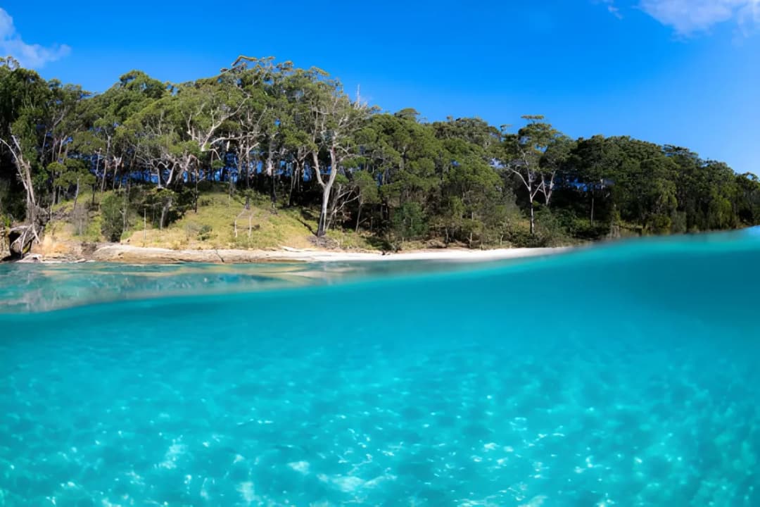 Dolphin & Whale Watching