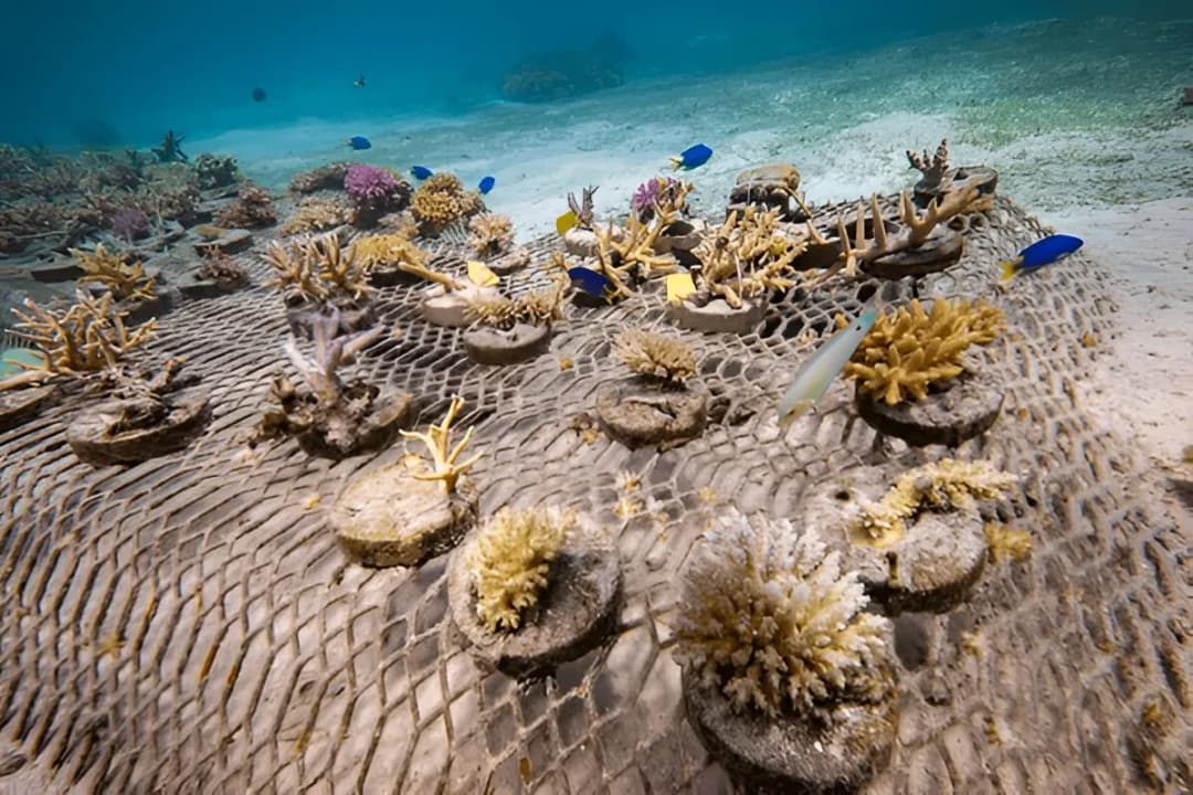 Coral Gardens