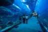 Dubai Aquarium & Underwater Zoo