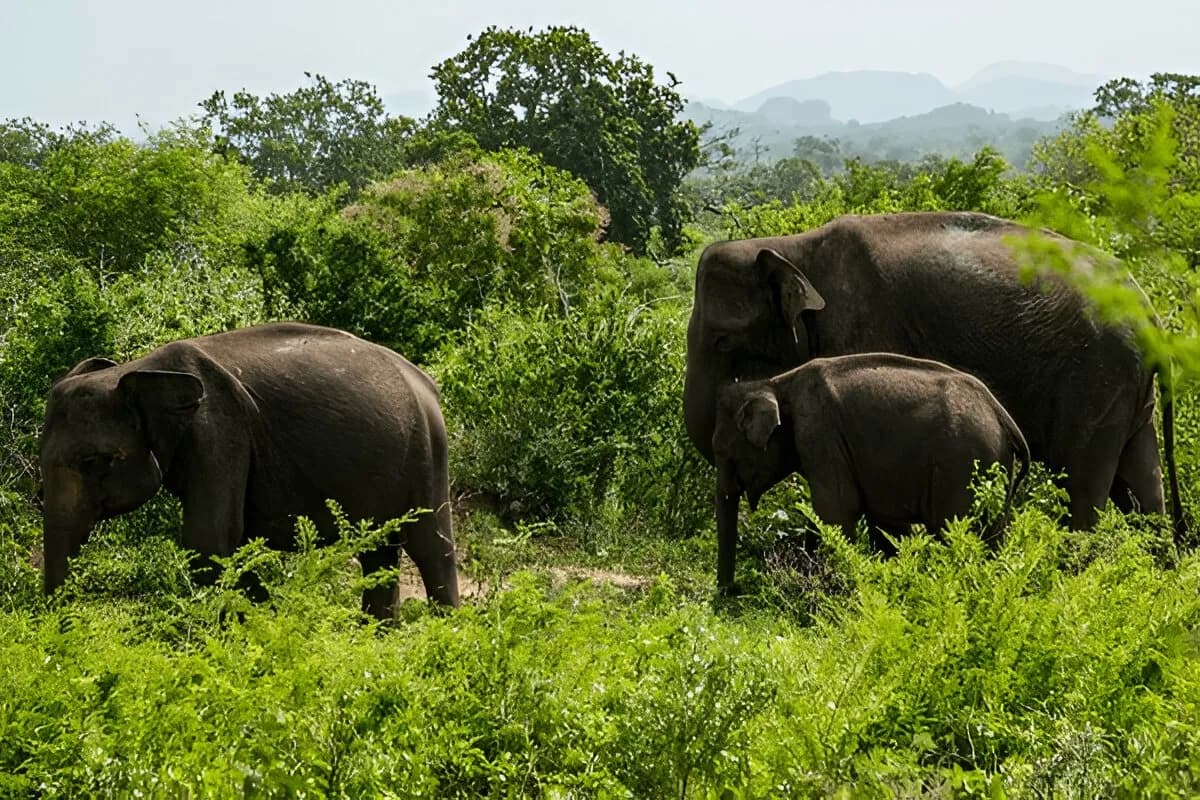 Udawalawe National Park
