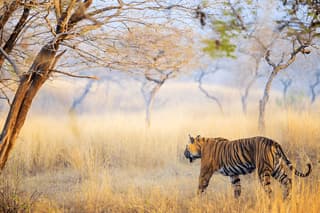 Ranthambore