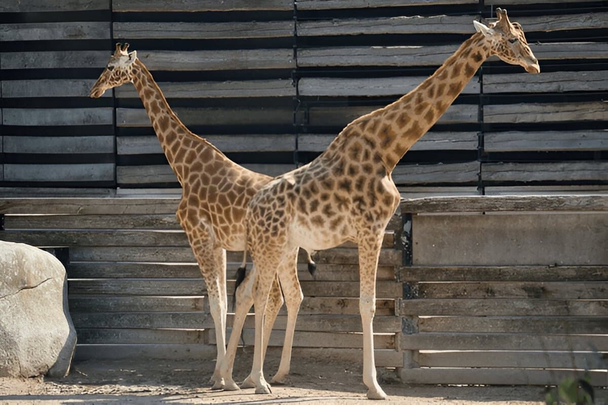 Sri Venkateswara Zoological Park