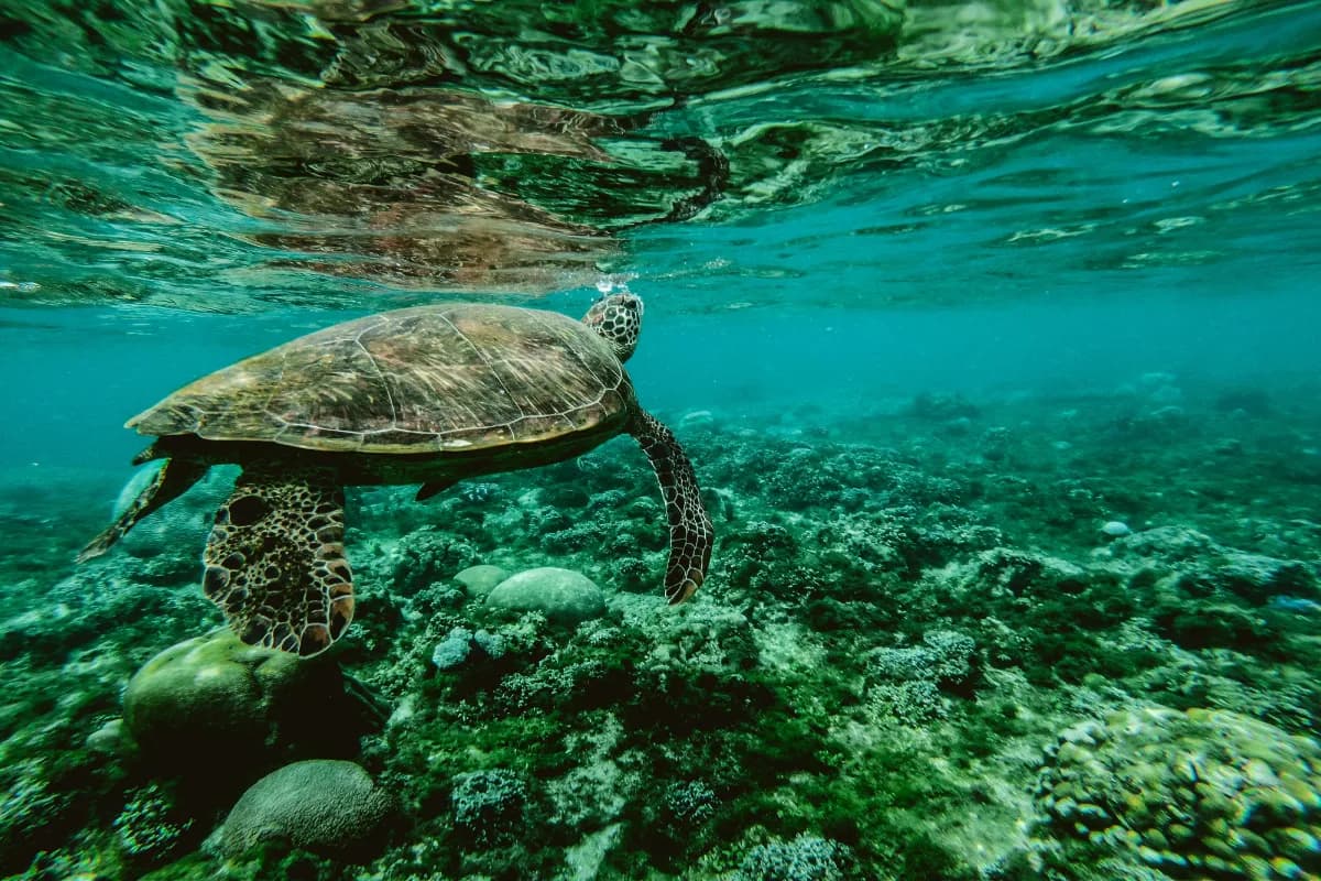 Turtle Sanctuary Beach