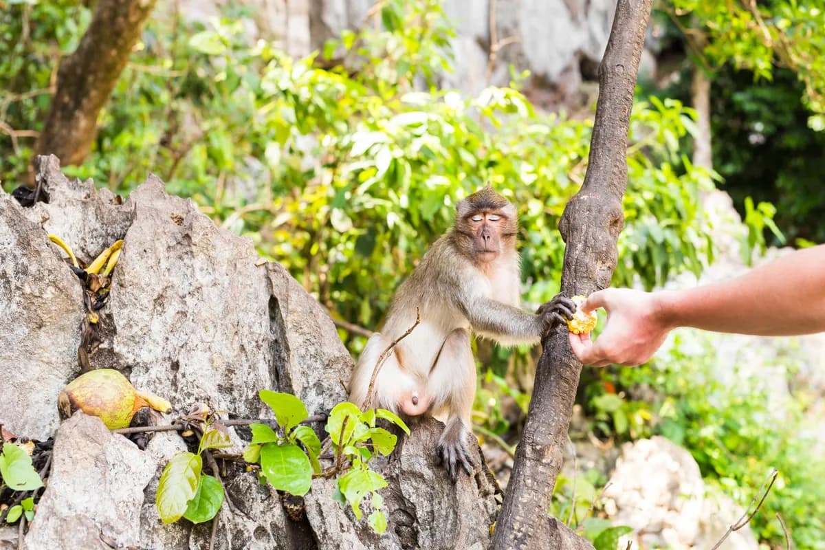 Sacred Monkey Forest Sanctuary