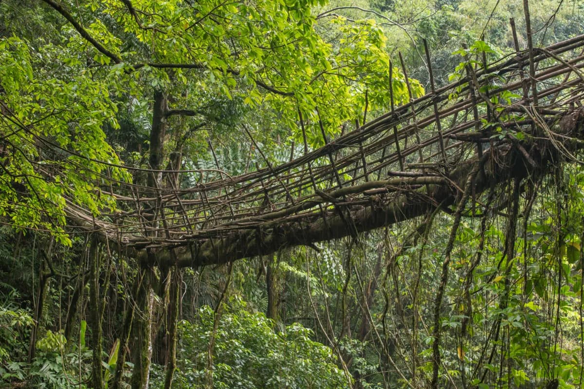 Living Root Bridge