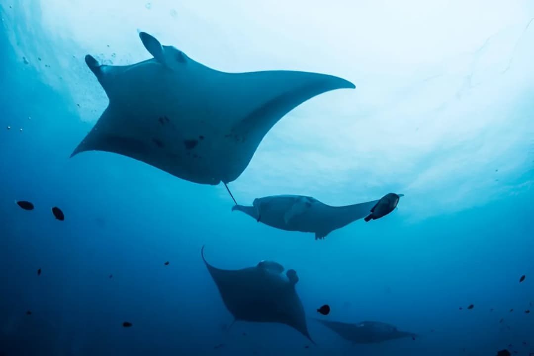 Manta Ray Sightings