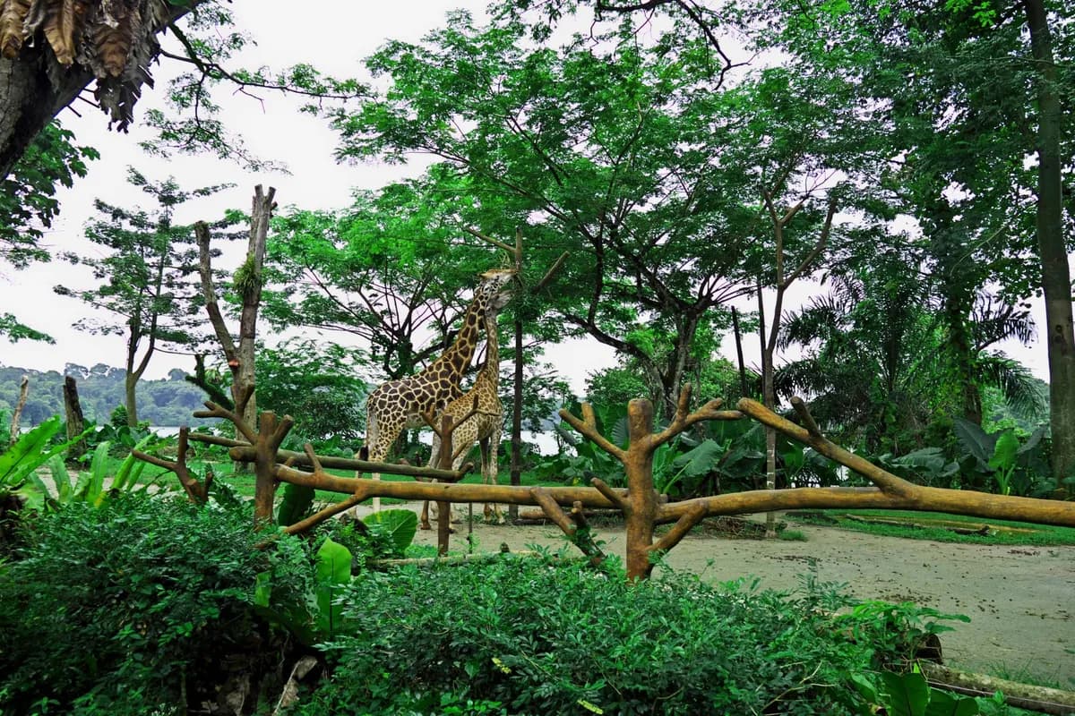 Bali Zoo