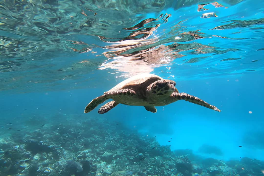 House Reef Snorkeling