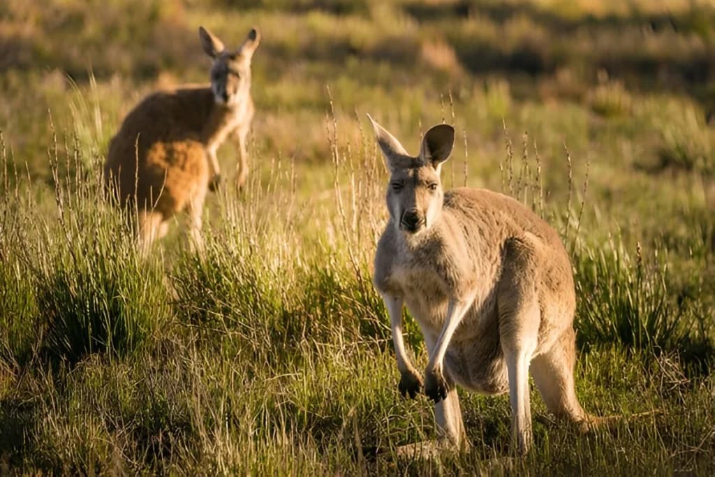 Kangaroos Cannot Walk Backwards