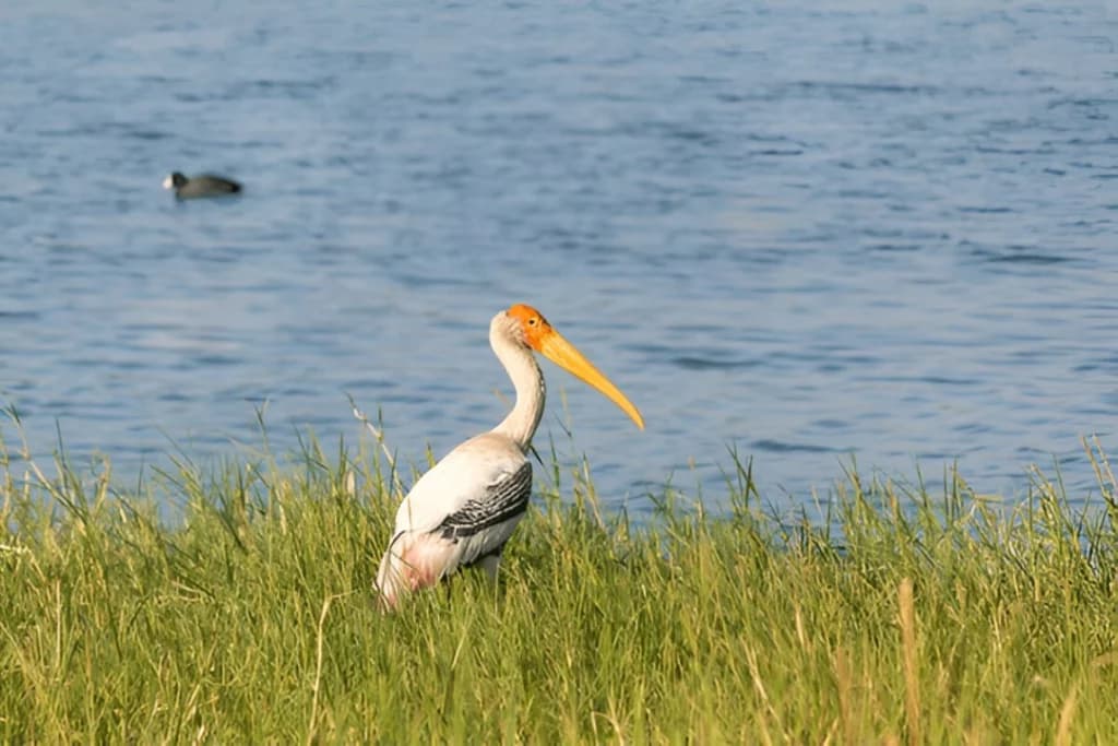 Other Lesser-Known Gems