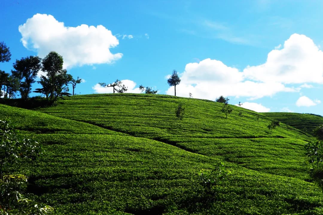 Tea Estate Experience