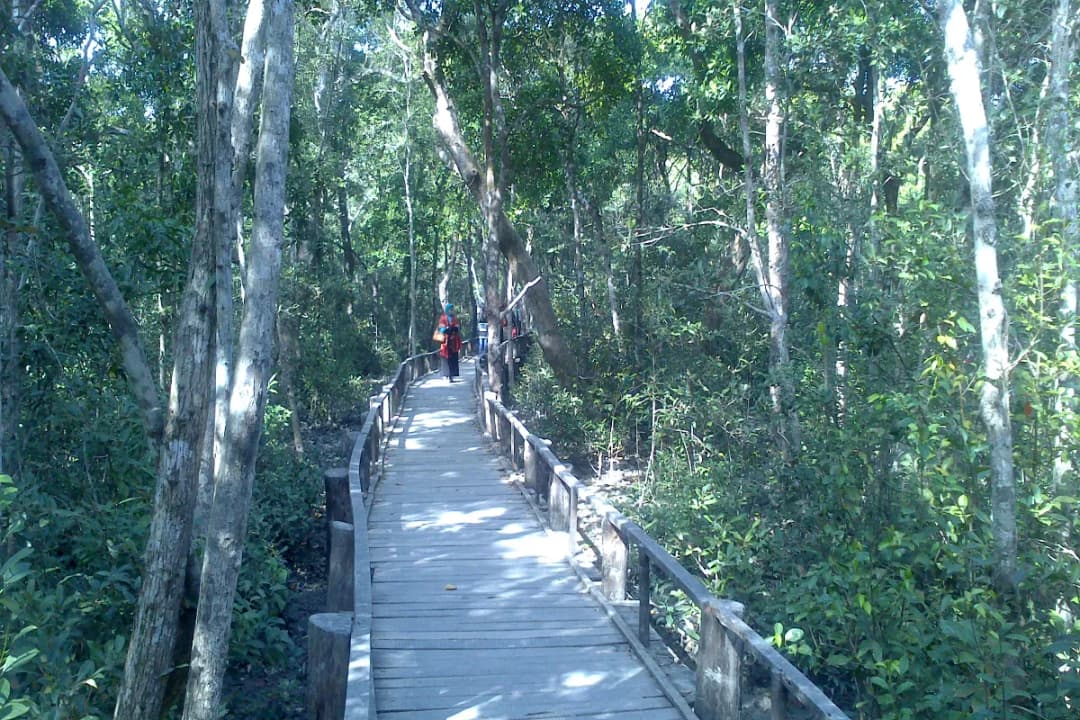 Mangrove Forest Walk