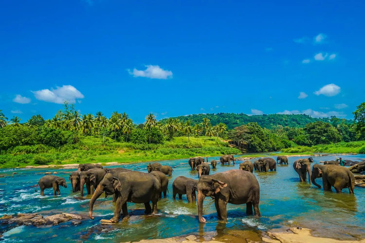 Kerala Tea Hills Voyage