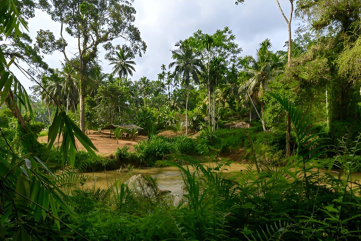 Sinharaja Forest Reserve
