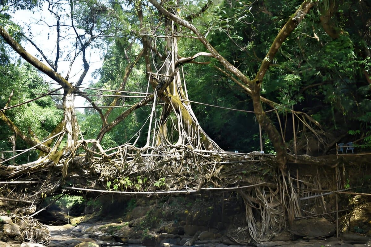 Double Decker Living Root Bridge