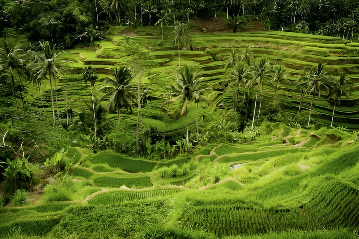 Tegallalang Rice Terrace
