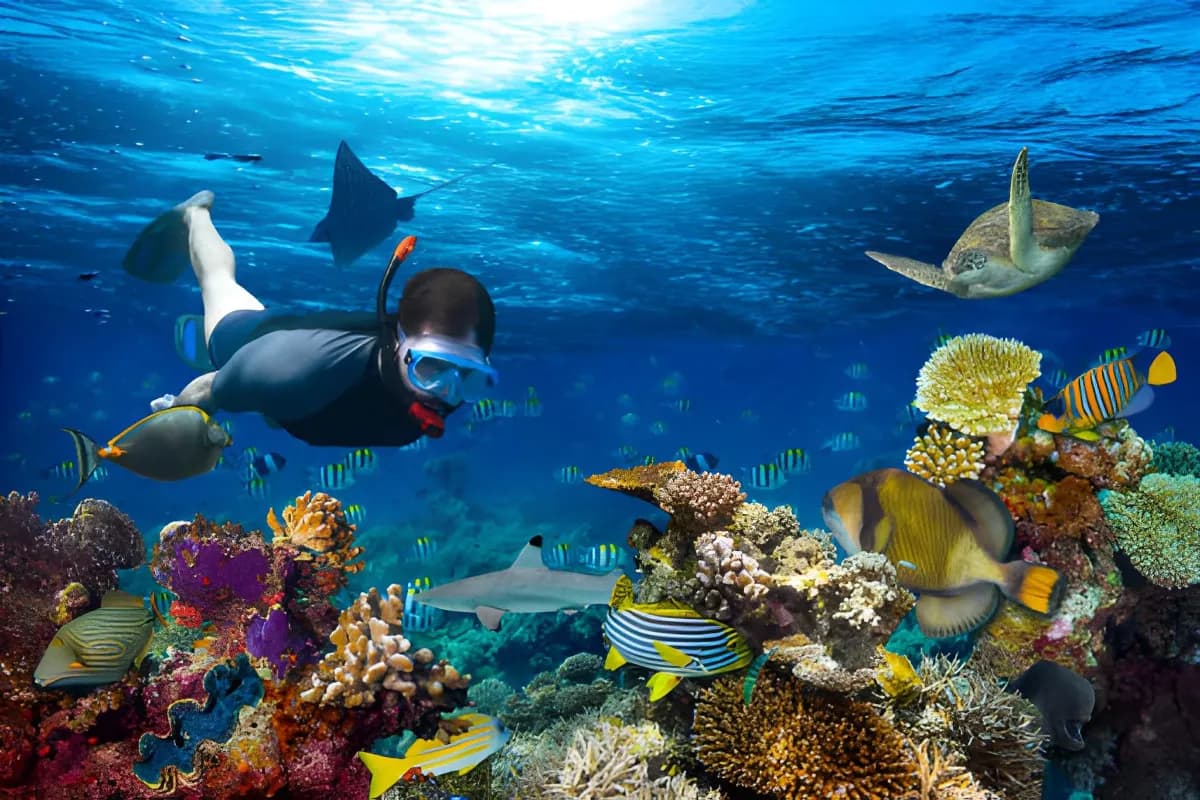 Scuba Diving in Maldives