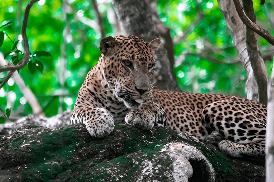 Leopard Watching