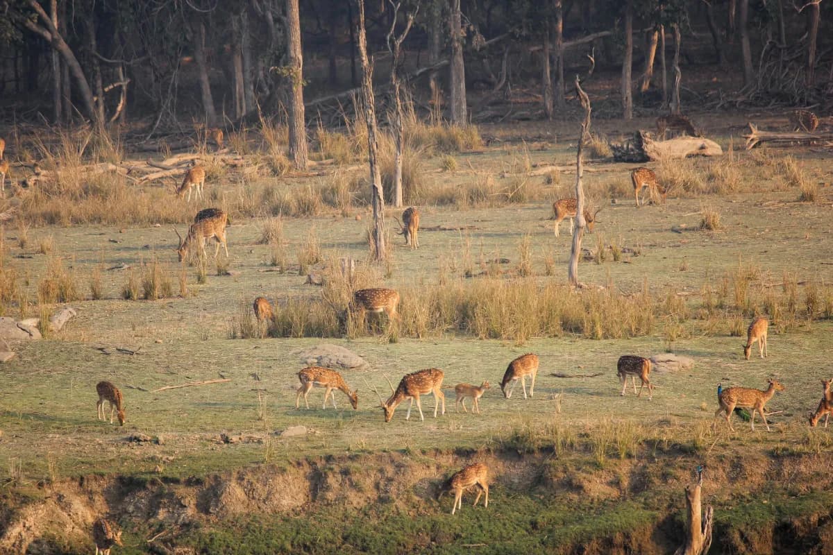 Kanchula Korak Musk Deer Sanctuary