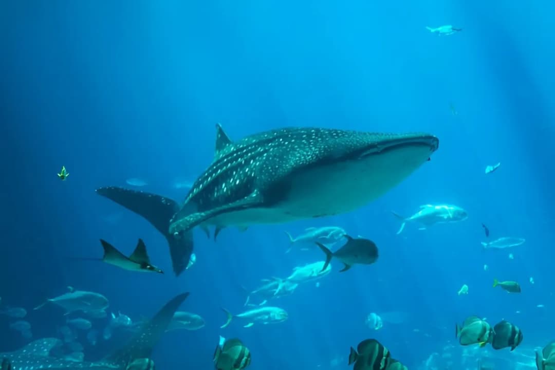 Shark and Ray Touch Pool