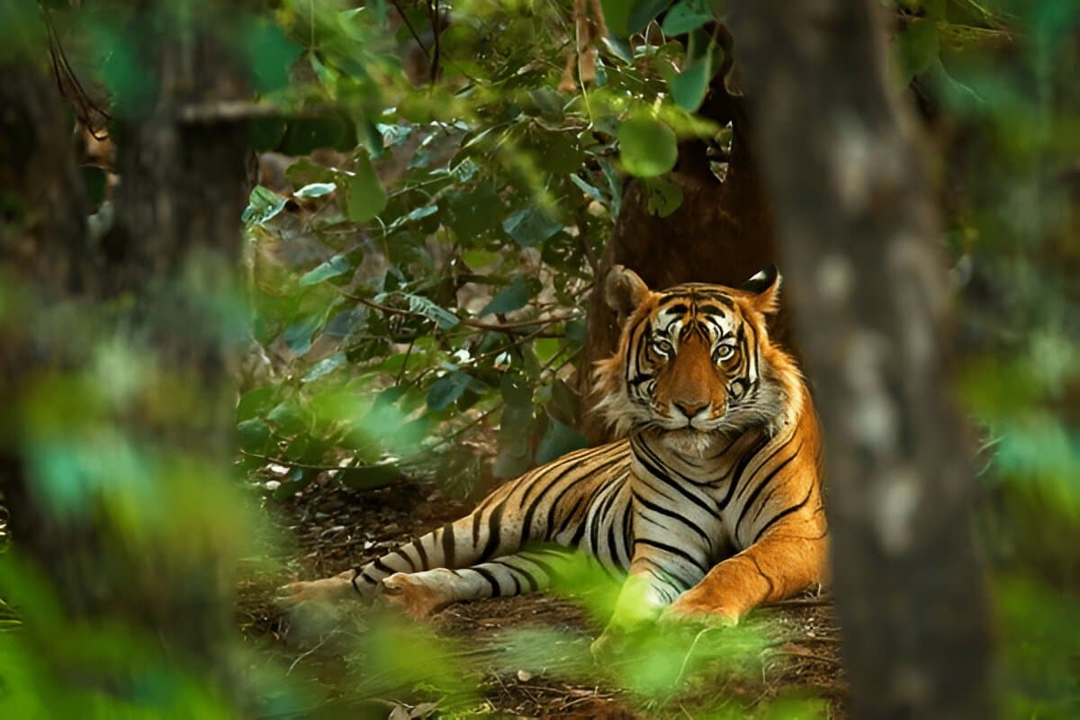 Adventurous Ranthambore and Bharatpur
