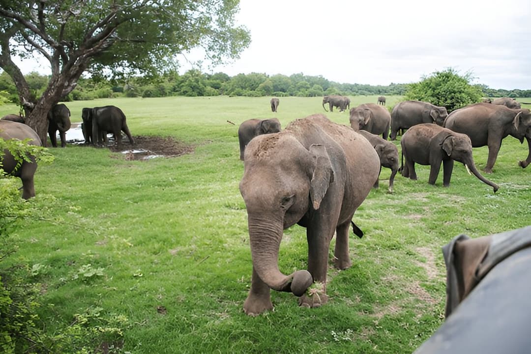 Elephant Sightings