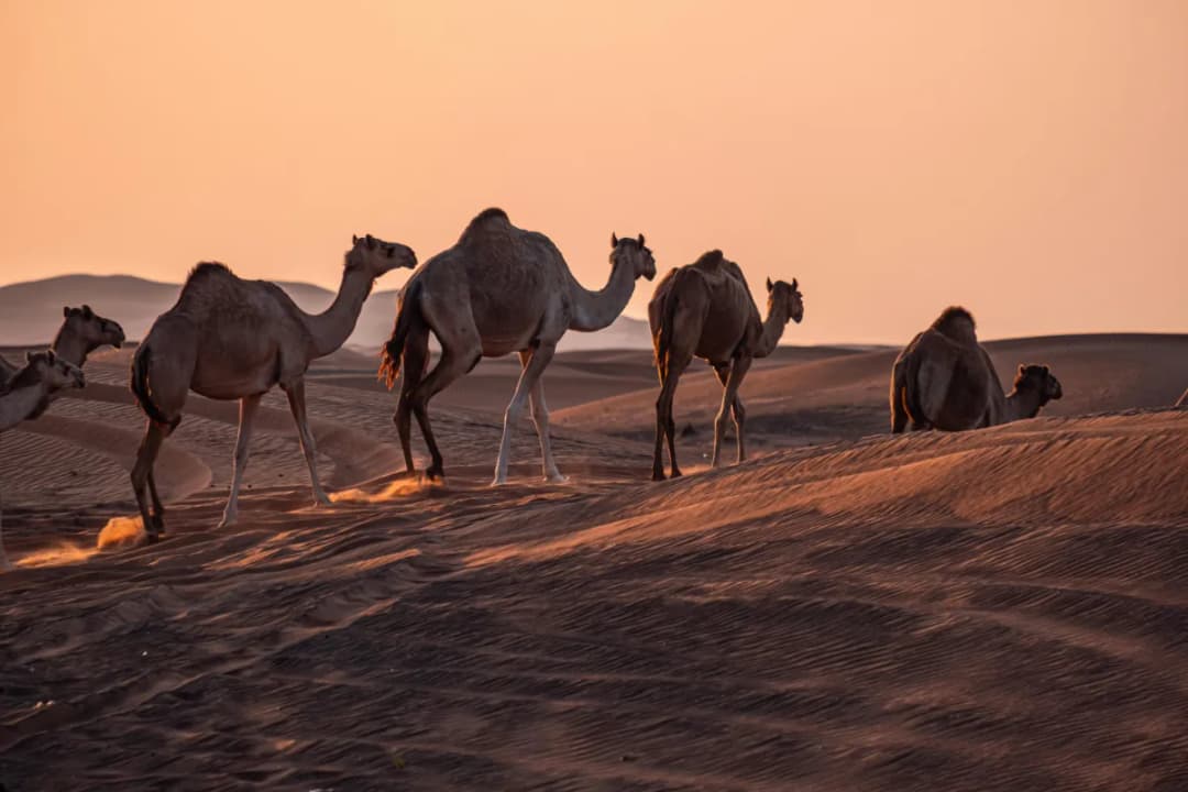 Sunset Camel Trains