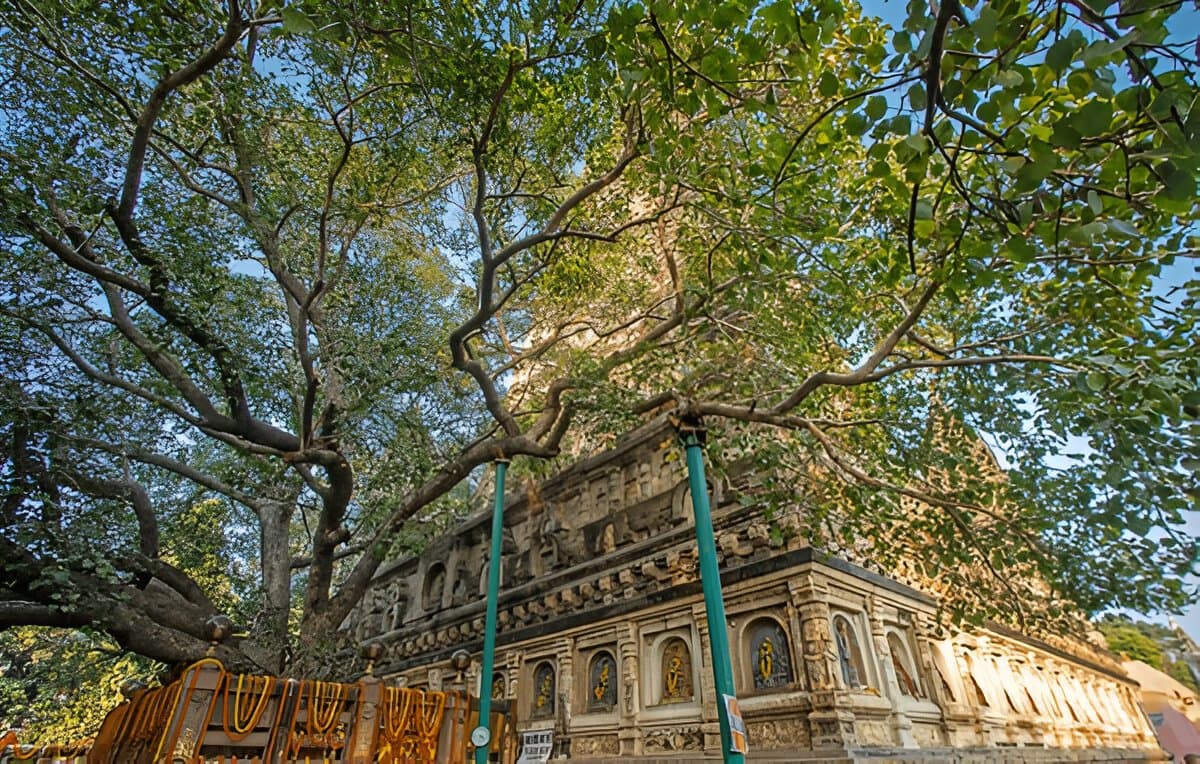 Mahabodhi Tree