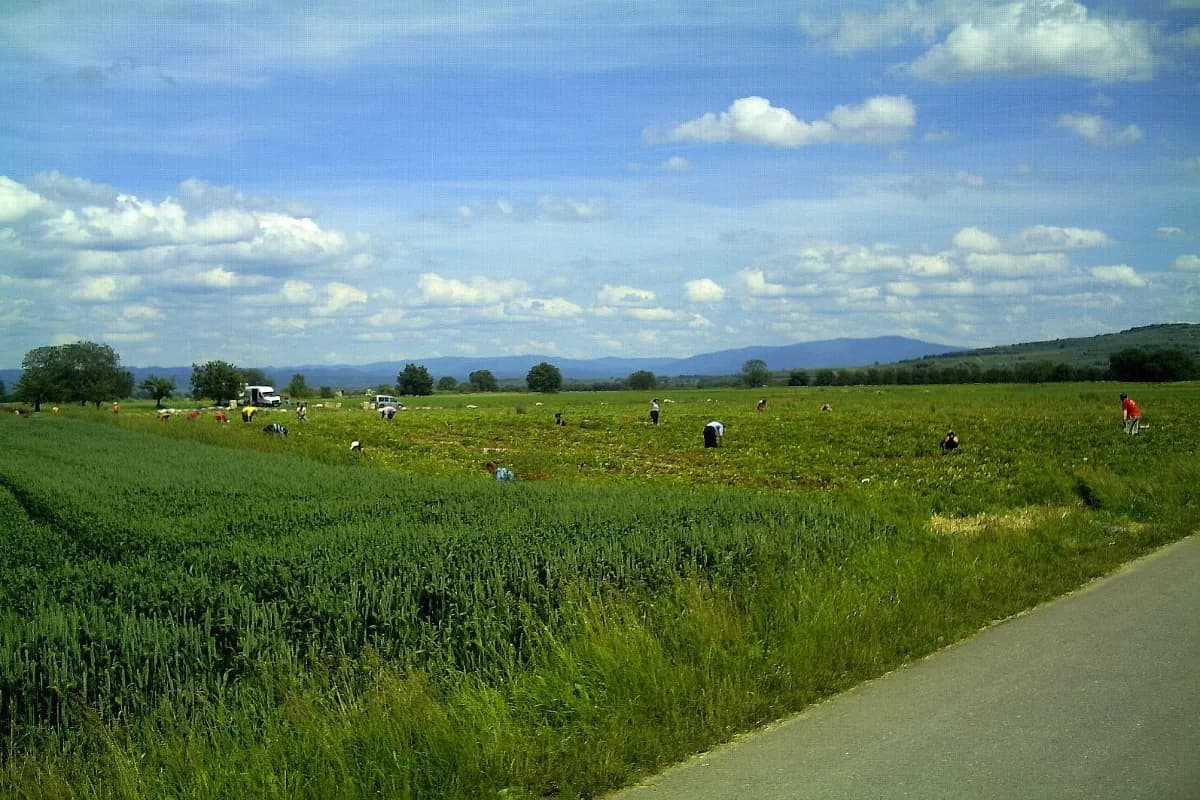 Strawberry Valley