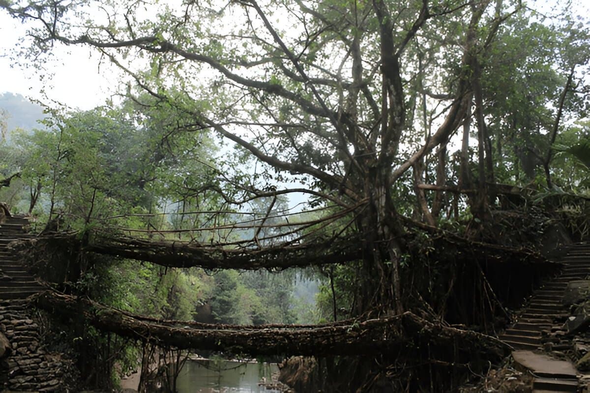Double Decker Living Root Bridge