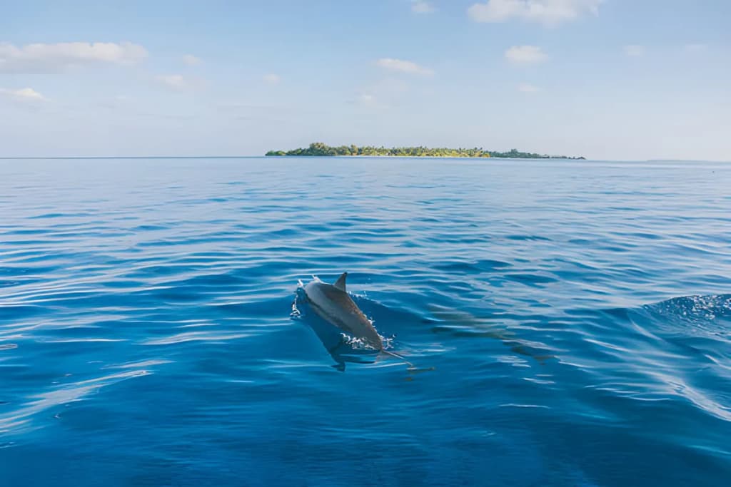 Dolphin Watching