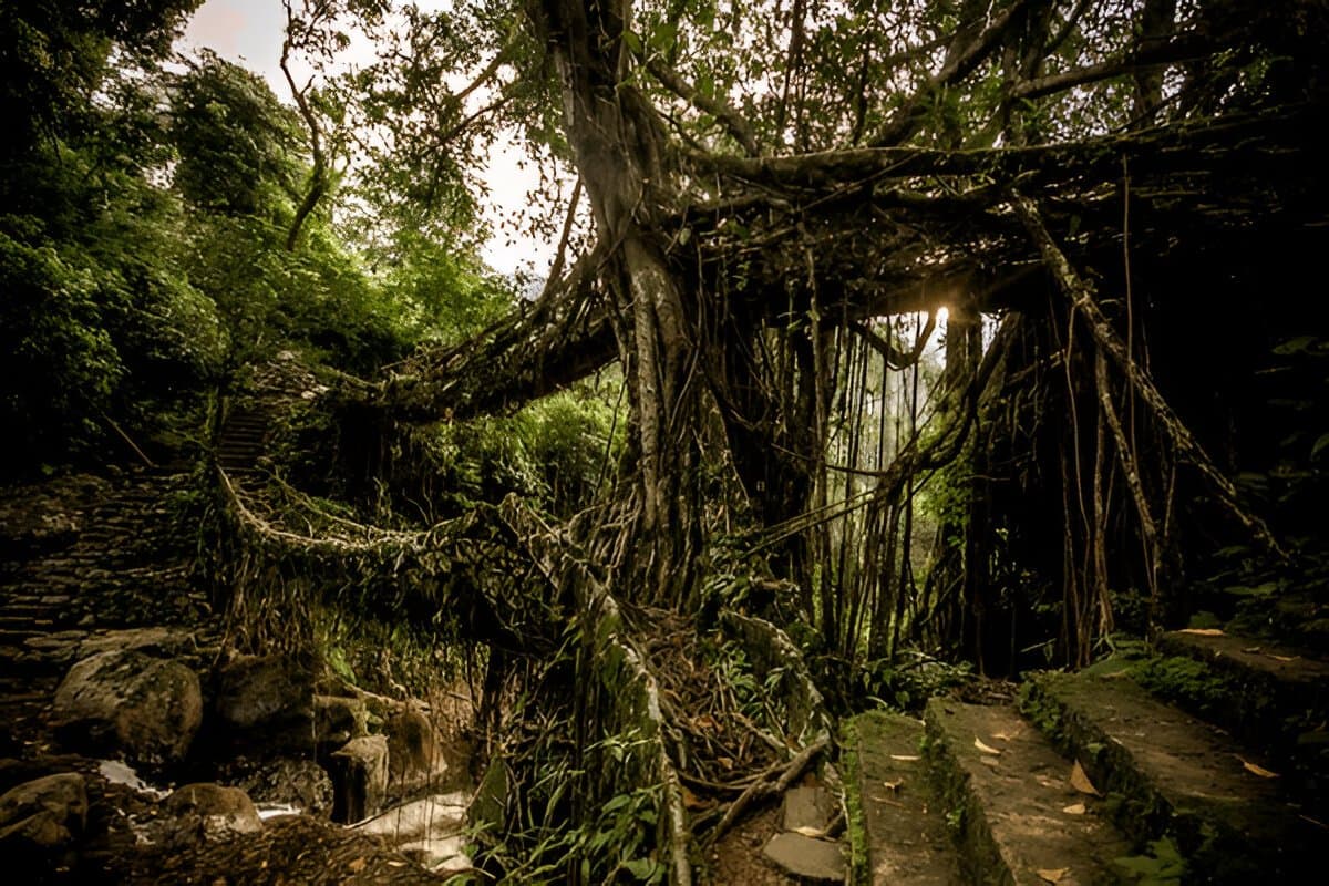 Double Decker Living Root Bridge