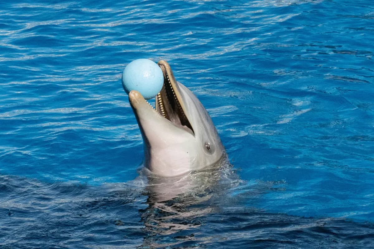 Pattaya Dolphinarium
