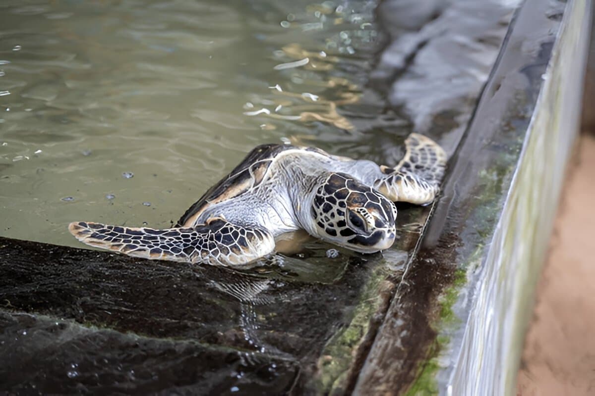 Kosgoda Sea Turtle Conservation Project