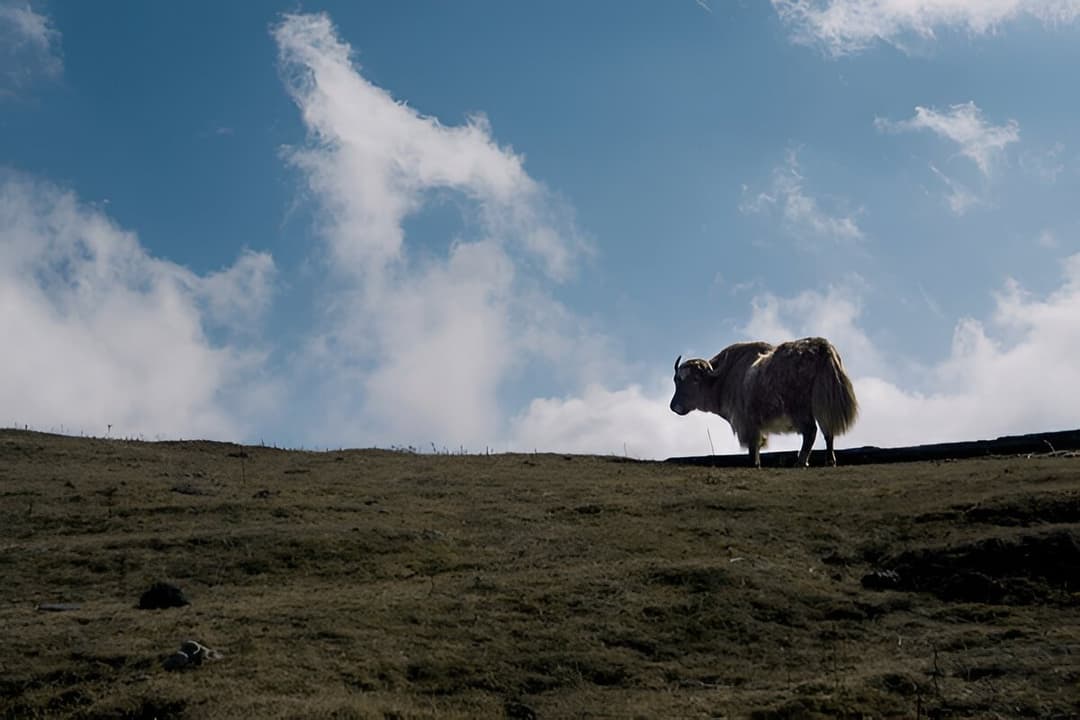 Singalila National Park