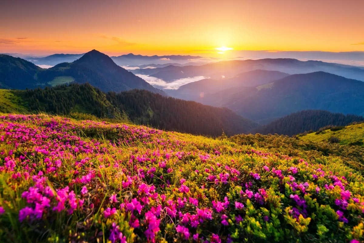 Valley of flowers