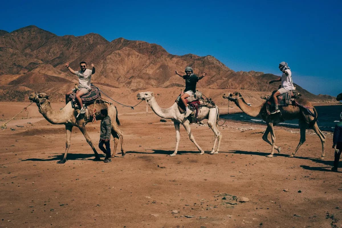 Camel Safari