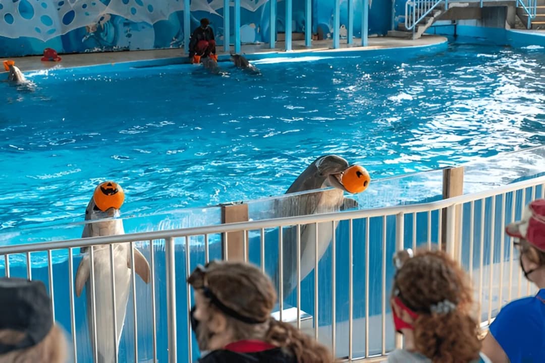 Dolphin and Seal Show