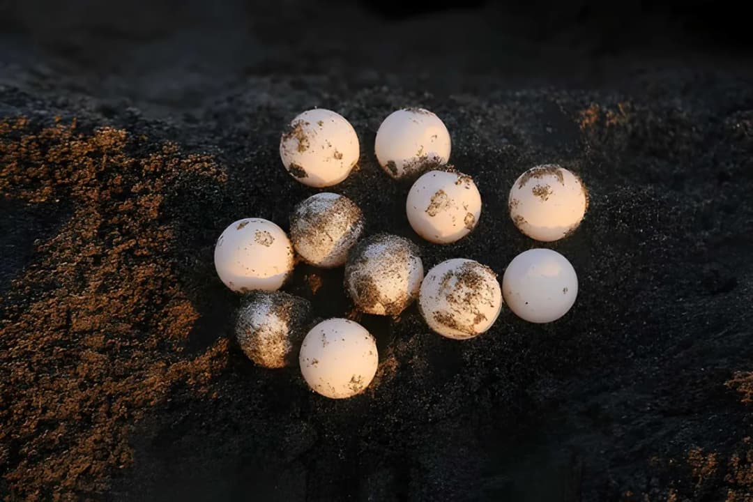 Turtle Nesting and Hatching