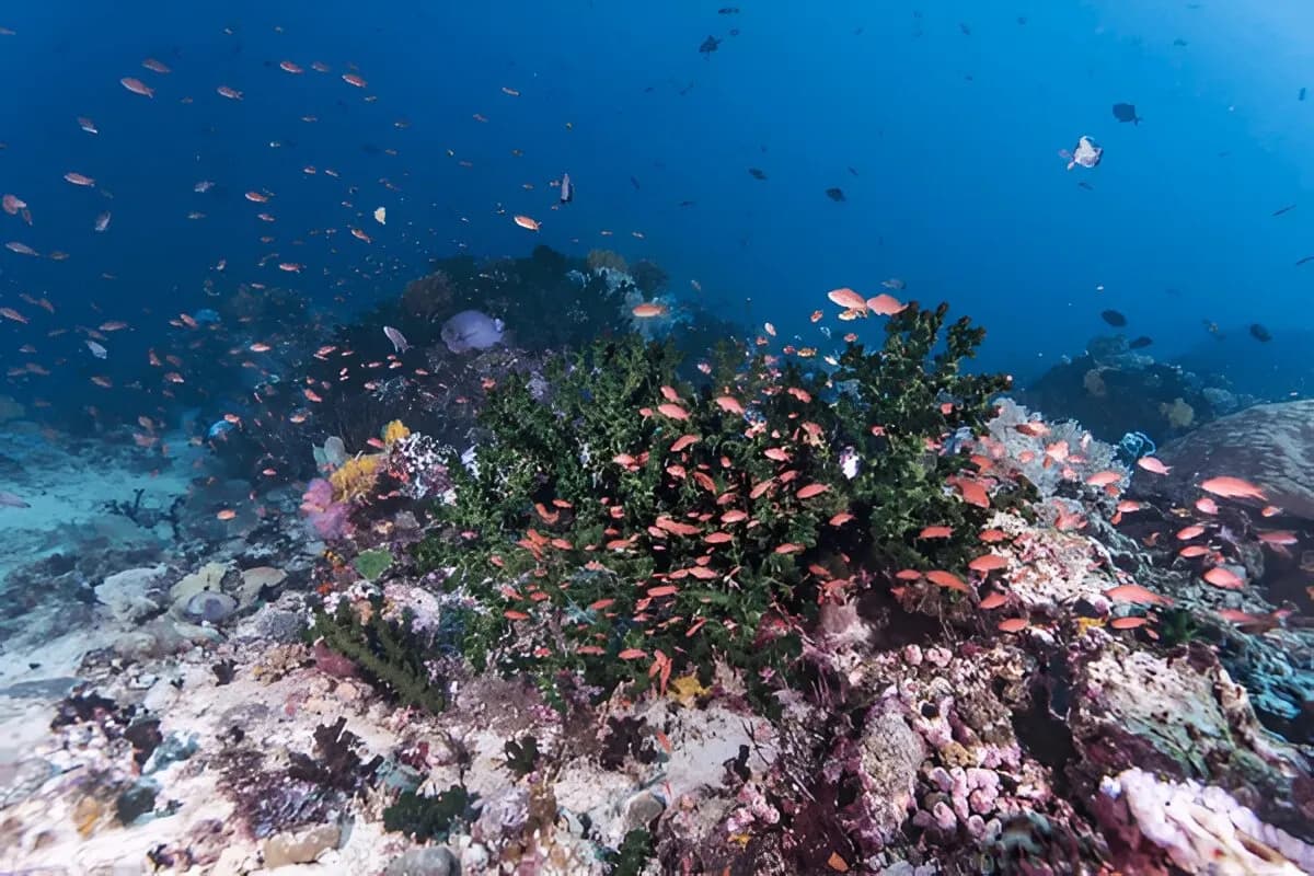 Scuba Diving in Kerala