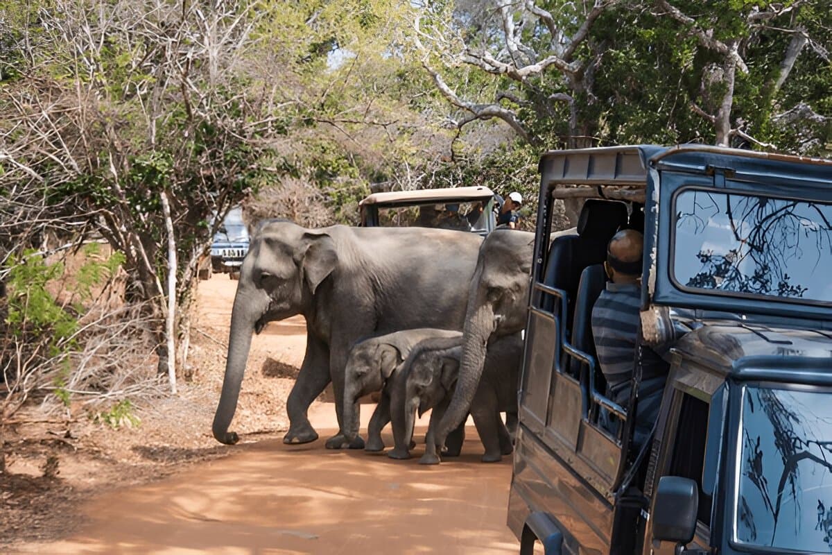Yala National Park