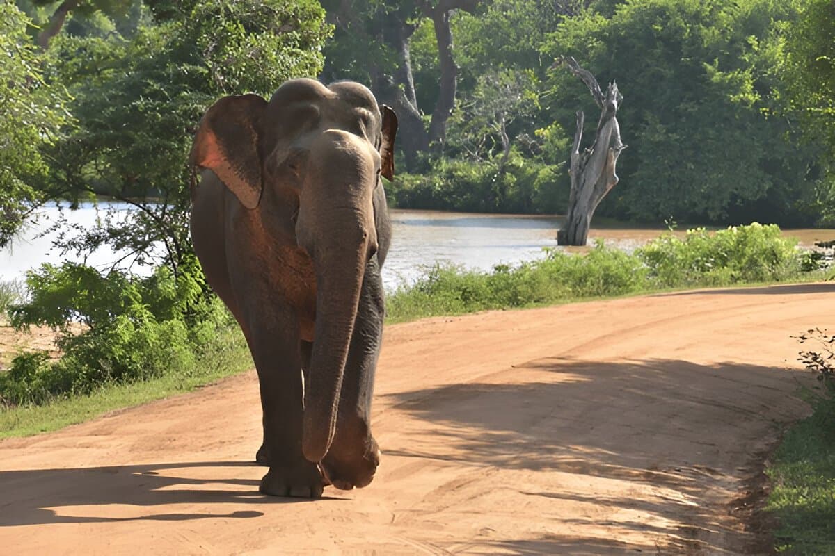 Yala National Park