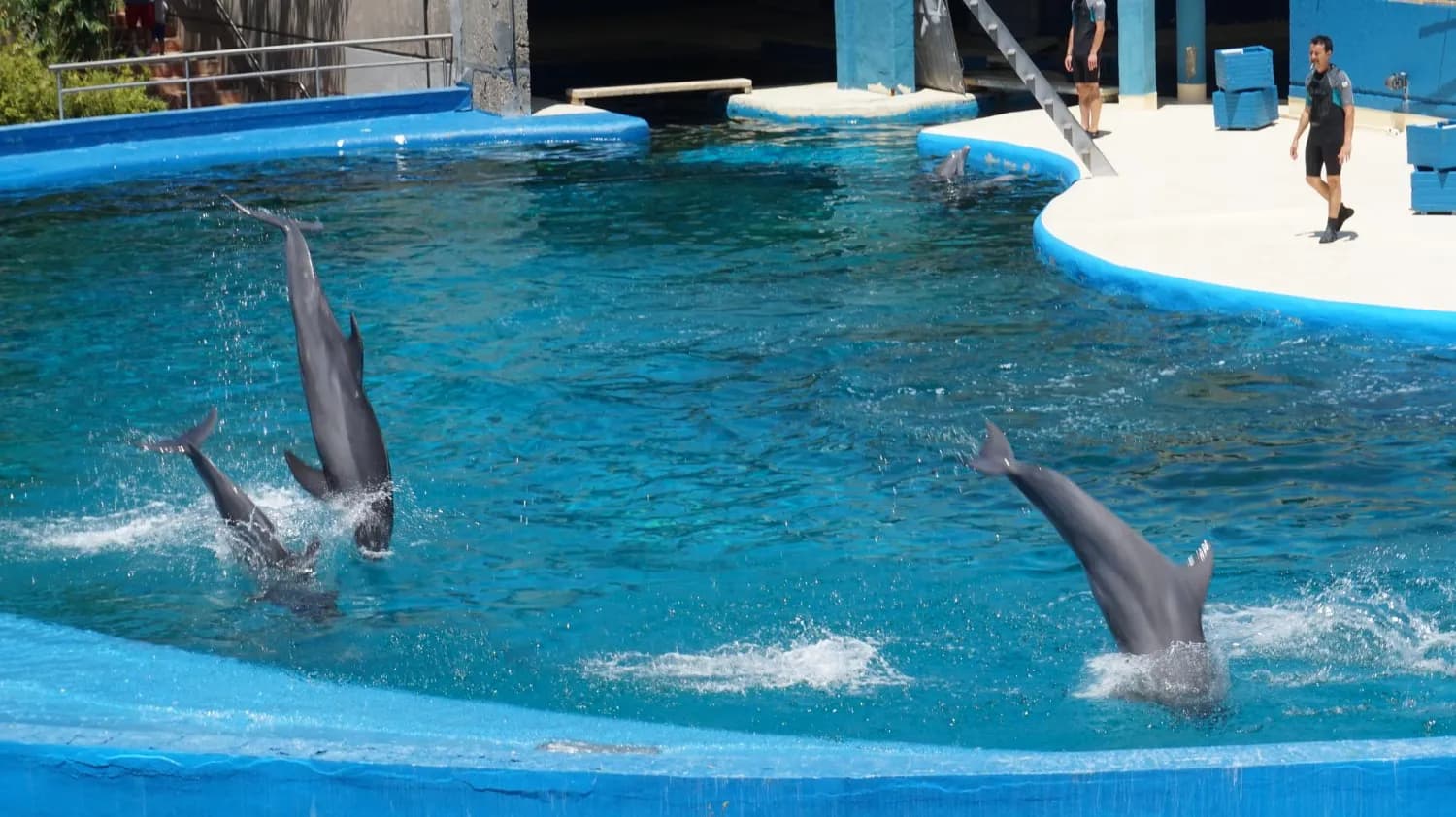 Dolphin Show