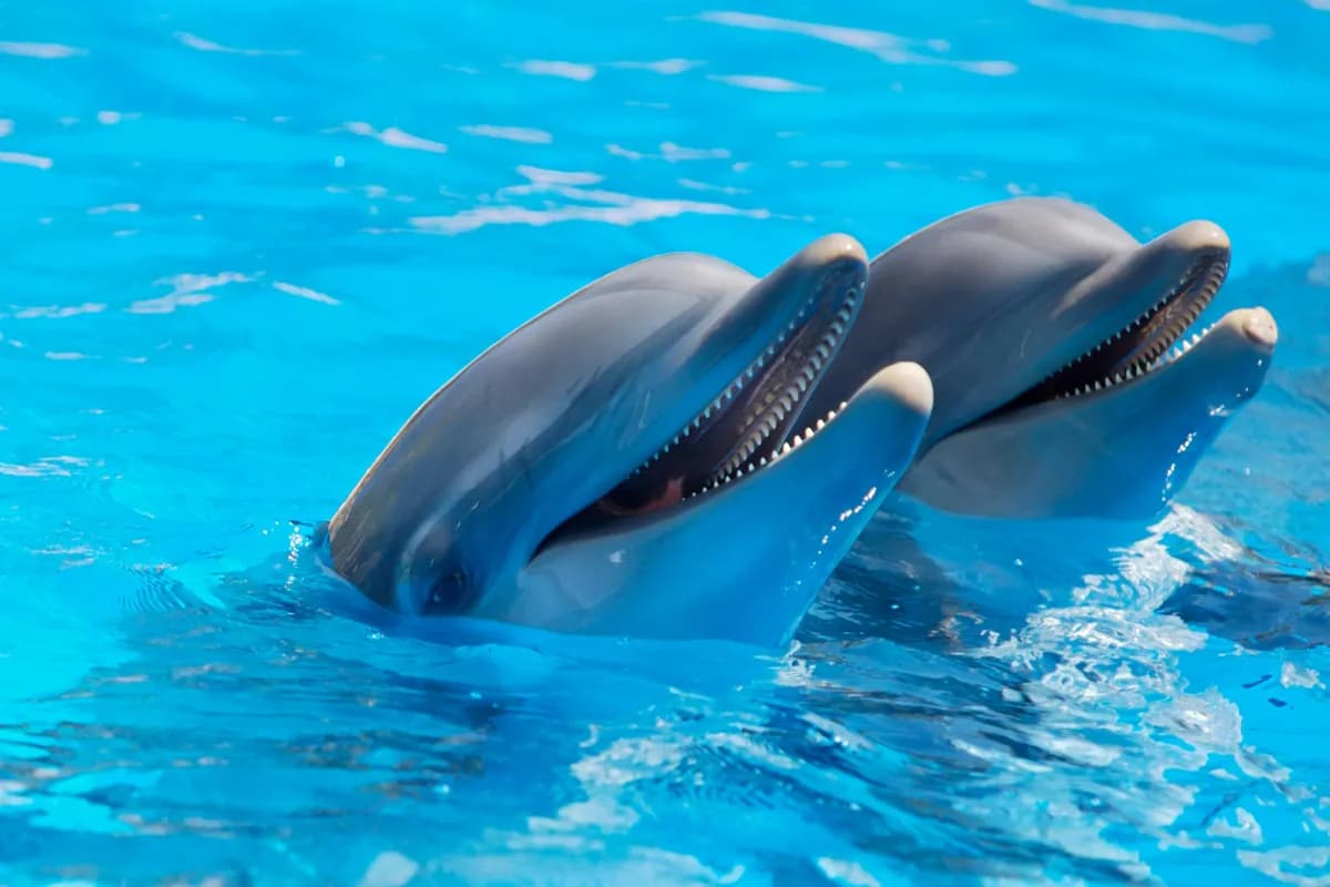 Pattaya Dolphinarium
