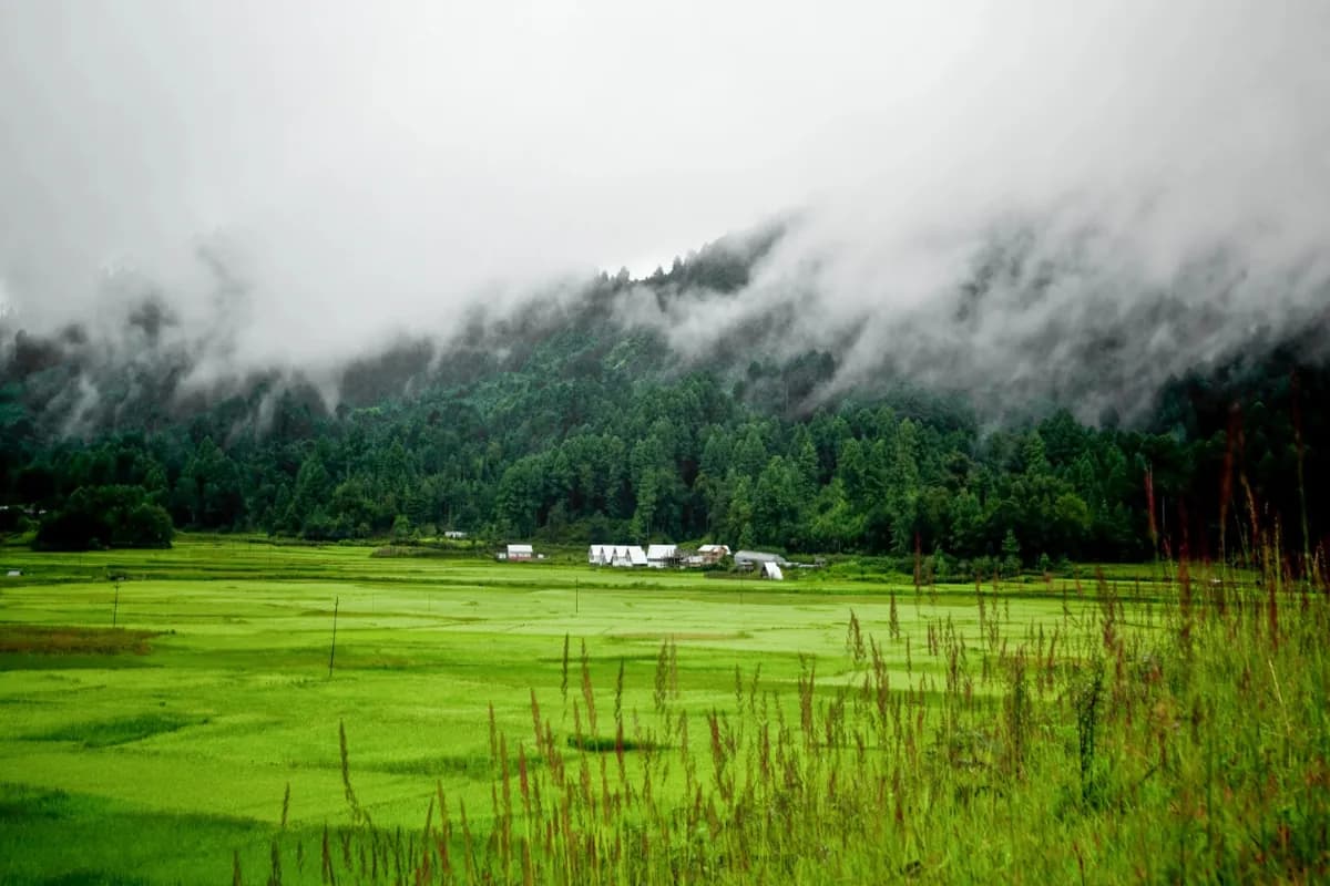 Ziro Valley