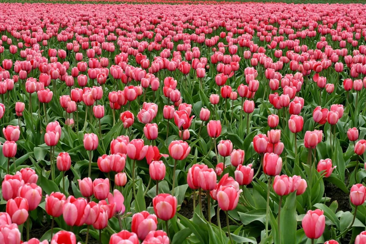 Valley of flowers