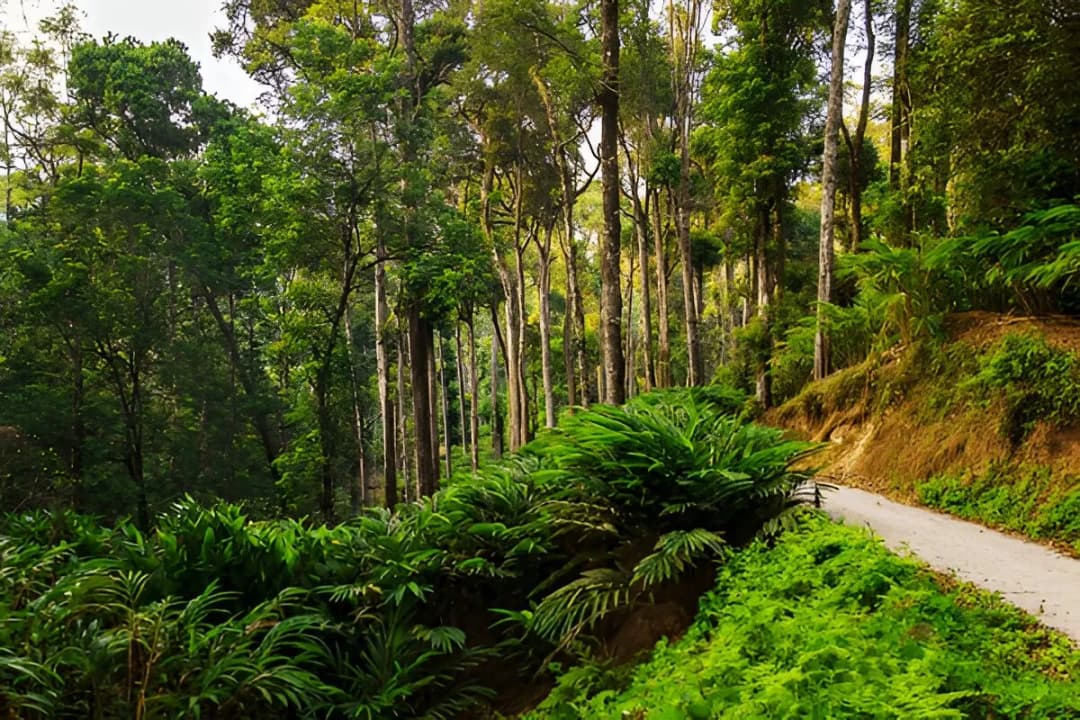 Cardamom Plantations